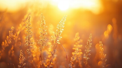 Golden Hour Sunset over a Field of Grass