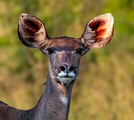 Portrait of a Greater Kudu cow (Tragelaphus strepsiceros).