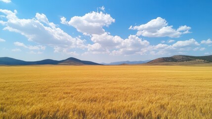 Golden Wheat Field Under a Blue Sky with Fluffy Clouds