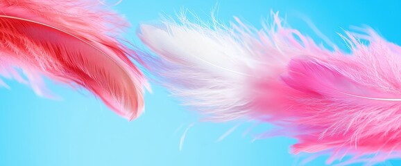 Soft pink and white feathers laying gracefully together highlighting their delicate texture and beautiful shades for design use