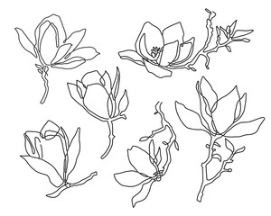 Magnolia flowers drawing and sketch with line-art on white backgrounds.