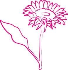 A hand drawn illustration of a sunflower flower
