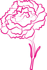 A hand drawn illustration of a carnation flower