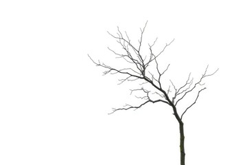 Fototapeta premium Single deciduous tree, stark branches against pure white backdrop, photography, white background