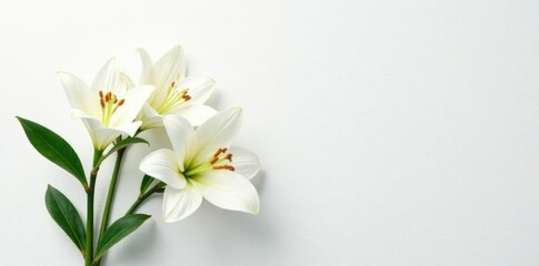 Pure white lily flowers on a crisp white background with subtle texture, elegant, minimalist
