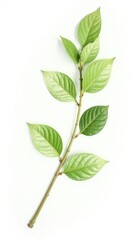 Long thin branch with leaves isolated on white background, natural, branch