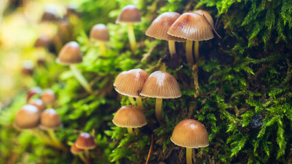 A cluster of small, brown mushrooms grows on a moss-covered tree trunk. The mushrooms have delicate caps and stems.