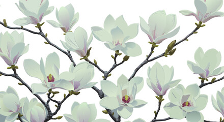 magnolia