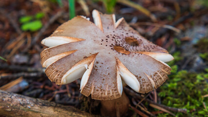 A striking mushroom displays intricate, layered gills and a unique cap shape against a natural...
