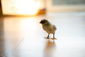 Small Chick standing alone on the wooden floor with background blur and sunlight. 