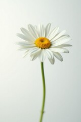Delicate daisy petals unfolding in a subtle spiral, simplicity, petals, elegance