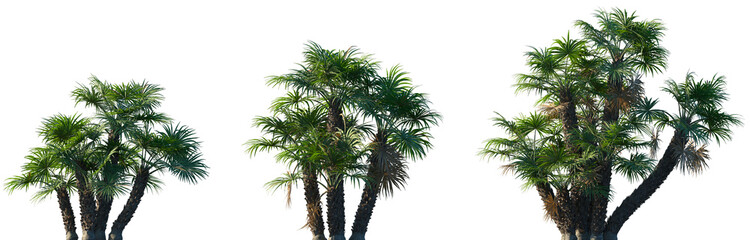 Set of Chamaerops humilis (European fan palm or the Mediterranean dwarf palm) frontal small palms isolated png on a transparent background perfectly cutout