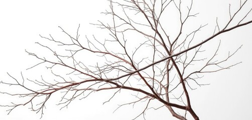 Fototapeta premium Bare, intertwined branches against a pure white backdrop, white background, winter branches
