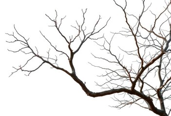 Fototapeta premium Bare, gnarled branches isolated against pure white backdrop, silhouette, limb