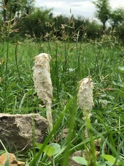 bird of paradise tree, isolated, nature, chocolate, food, forest, green, stone, white, stack, brown, cookie, money, plant, tower, coin, gold, rock