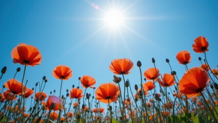 Obraz premium Vibrant Field of Blooming Poppies Under Bright Sunlight and Clear Blue Sky
