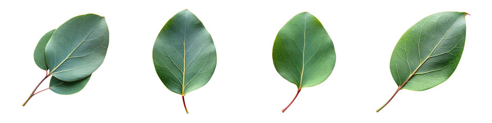 Obraz premium Vibrant eucalyptus leaf nature's serene beauty isolated on a transparent background.