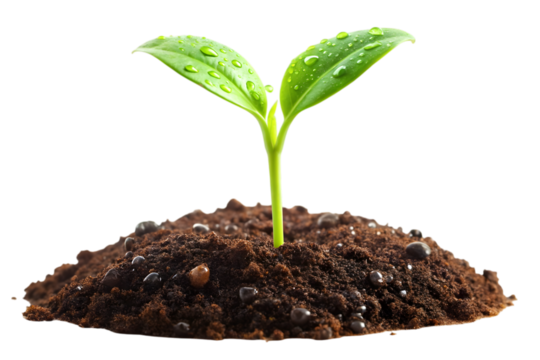 Sprout of Life: A vibrant green sprout emerges from a mound of rich soil, glistening with droplets, a potent symbol of growth, renewal, and the promise of a flourishing future.