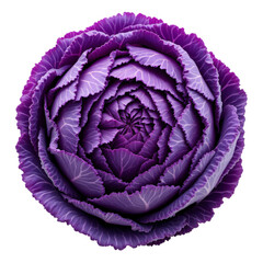 Obraz premium A striking close-up of a deep purple ornamental cabbage, showcasing its intricate, layered leaves
