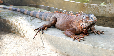 close up wild iguana. lizard animal.