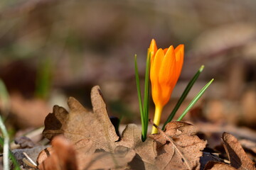 Crocus chrysanthus 1247