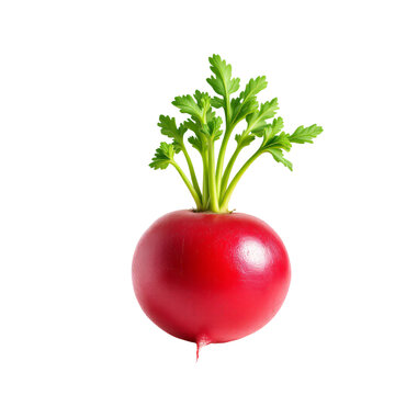 A vibrant, isolated radish with fresh green sprouts, perfect for showcasing in a healthy eating, cooking, or gardening context