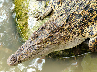 head of crocodile in the river. wild predator animal.
