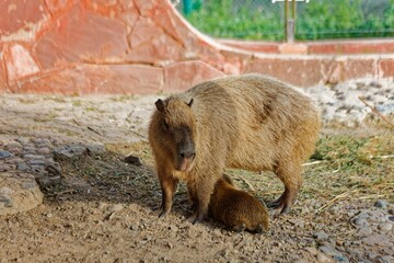  A capybara stands calmly in a zoo enclosure while her tiny baby suckles milk beneath her. The...