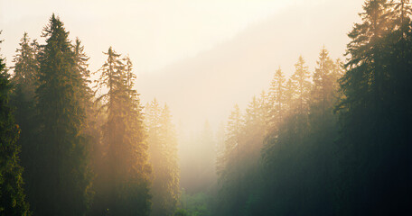 Obraz premium Misty Sunrise in a Pine Forest 
