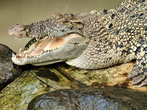 head of crocodile in the river. wild predator animal. - Powered by Adobe
