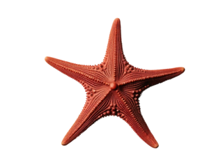 starfish isolated on white background