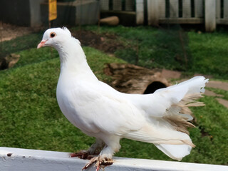 white pigeon perch in wooden fence.