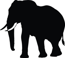Fototapeta premium Black Silhouette Elephant Walking Vector