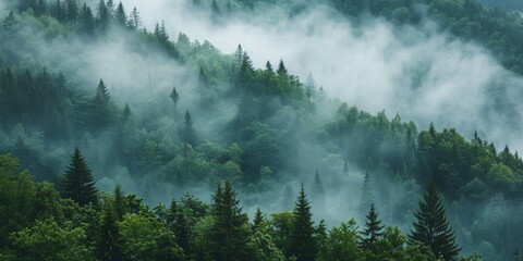 Thick fog descending over a dense forest with tall trees, misty morning