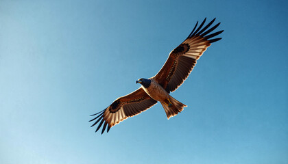 Fototapeta premium Soaring hawk arcs across open sky capturing freedom, freedom fueling cinematic content for nature-based audiences, freedom message resonates with global storytellers seeking wild authenticity.