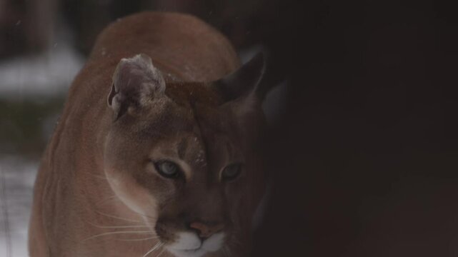 Canadian cougar hunts in the winter wilderness of Canada showcasing its incredible power and grace