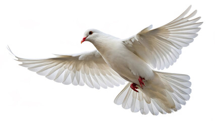 white dove in flight