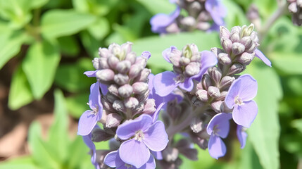 Common Sage (Salvia officinalis)
