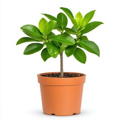 A small lime tree in a pot isolated on a white background showcasing its vibrant green leaves and healthy growth