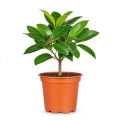 Elegant potted mango tree with vibrant green leaves set against a clean white background for indoor use