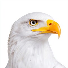 Obraz premium Stunning bald eagle displaying its iconic white head and imposing figure on a bright white background