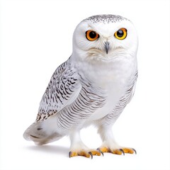 Elegant snowy owl featuring a graceful gray face majestically displayed against a pristine white background