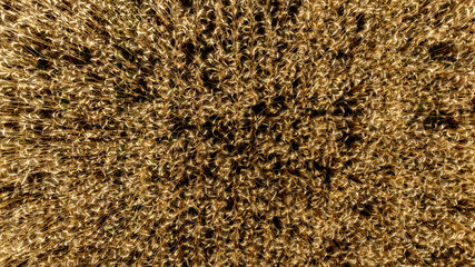 Top view wheat field agriculture texture and background, Wheat ears field in summer, Golden ears of wheat, Barley field in summer, Barley field agriculture texture background.