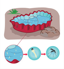 Mosquito Egg, larvae and pupa development in Wastewater