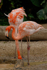 pink flamingo on the beach