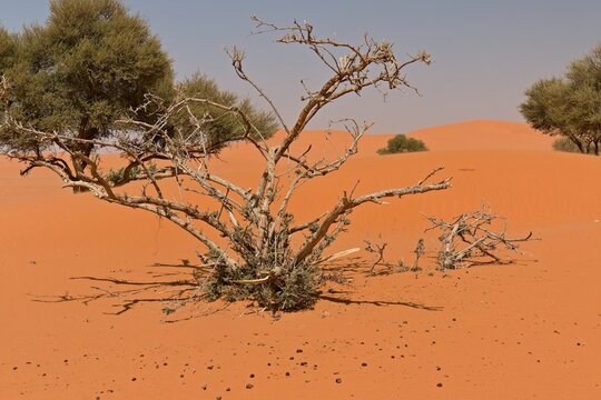 View of the Arabian Desert near Buraydah city. Saudi Arabia. Asia.