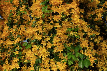 Dolichandra unguis-cati (commonly known as cat's claw creeper, funnel creeper or cat's claw...