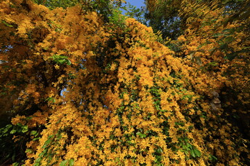 Dolichandra unguis-cati (commonly known as cat's claw creeper, funnel creeper or cat's claw...