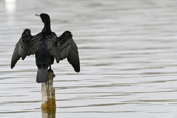 cormorant on top of a mast in the "estany de Banyoles"