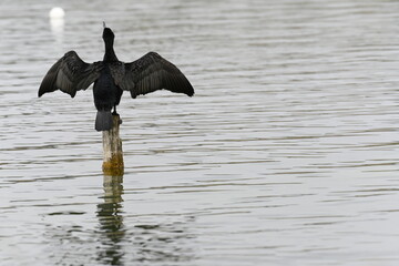 cormorant on top of a mast in the "estany de Banyoles"